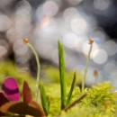 010 Peter von Walter